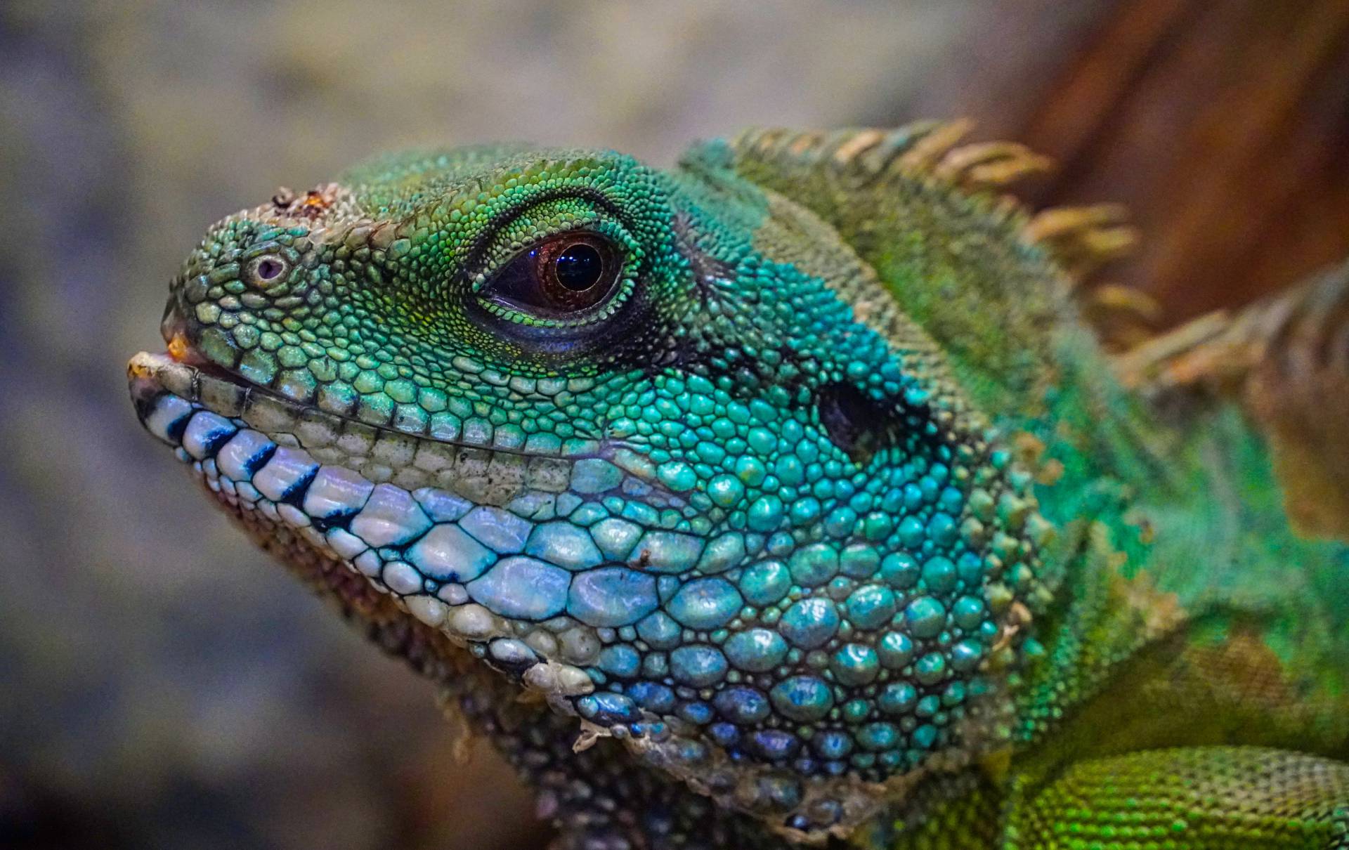 Siedleragame im Tropenzoo Bansin