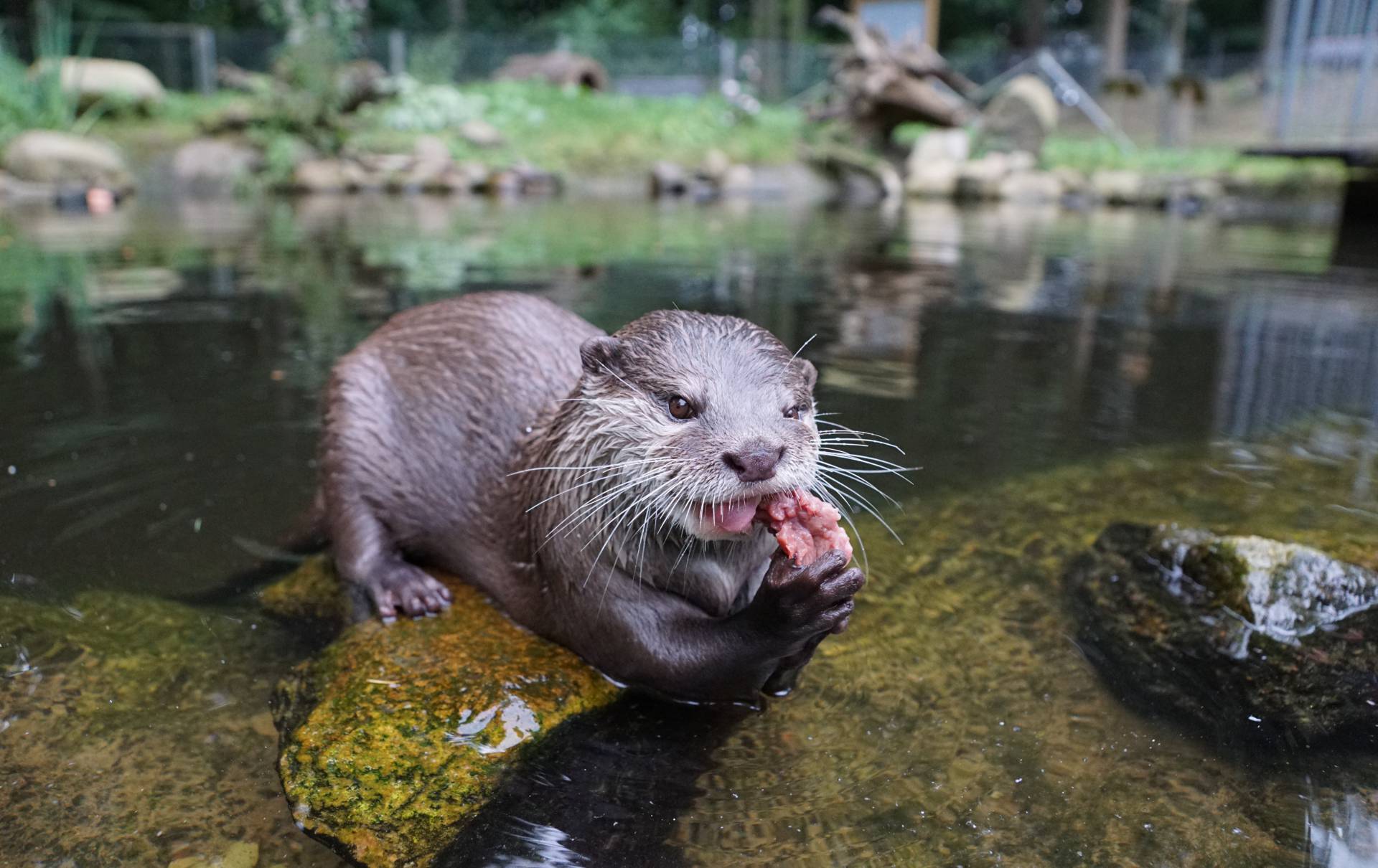 Otter in Familientierpark Tannenkamp